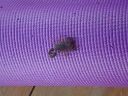 This little bugger wanted to join asana practice.